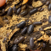 Armadillidium Vulgare Wild